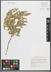 Foto von Salix pycnostachya Andersson